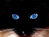 catrozz's Avatar