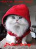 BinSlumCattery's Avatar