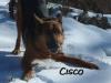 ciscolover's Avatar