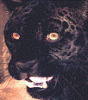jakalodra's Avatar