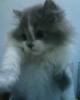 amay's Avatar