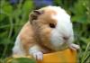 GuineaPig's Avatar