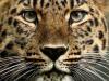 theLeopard's Avatar