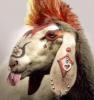 rasahadus's Avatar