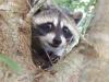 RacoonBom's Avatar