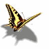 metamorfosis's Avatar