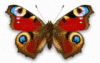 adjipedazz's Avatar