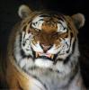 OmHar's Avatar