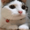Myself's Avatar