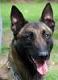 kruegerhoffmalinois