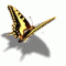 metamorfosis's Avatar